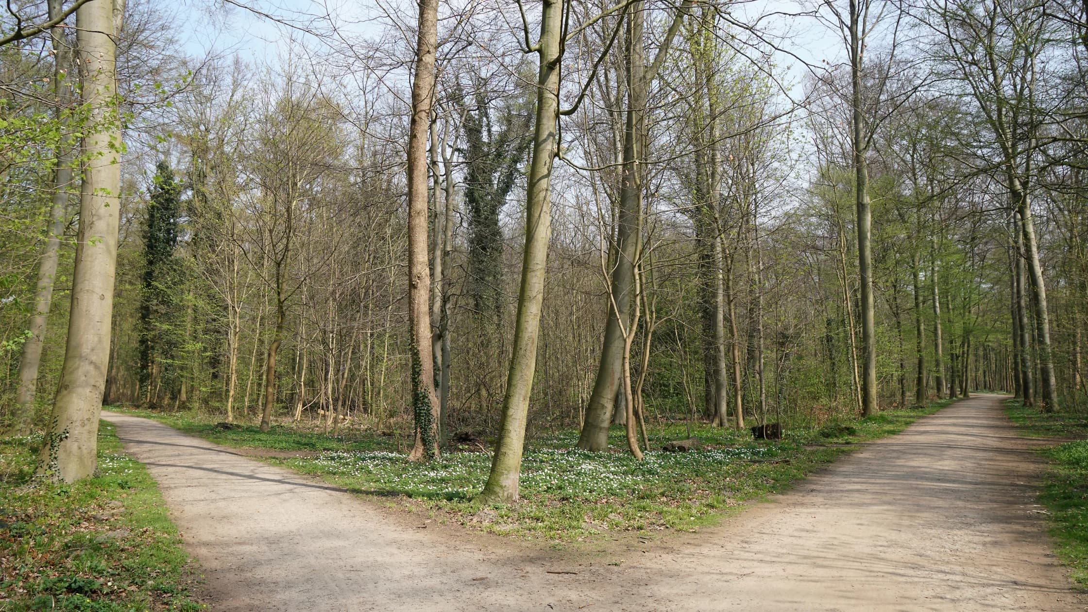 Ein breiter Waldweg teilt sich im Frühling in zwei Wege, zwischen den hohen Bäumen blühen weiße Blumen am Boden, als Sinnbild für die Entscheidung zwischen Transfergesellschaft und Abfindung